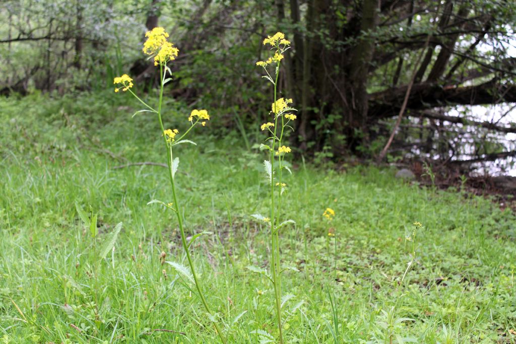 Rorippa amphibia / Crescione anfibio